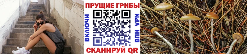 Галлюциногенные грибы Cubensis  Слюдянка 